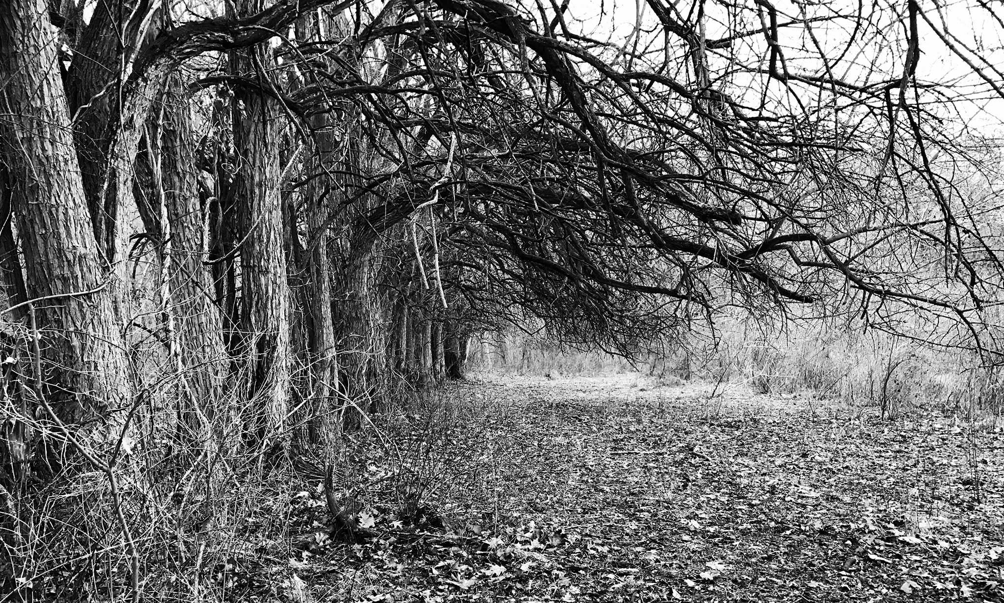 Black and white photo of trees lining the edge of an old field.